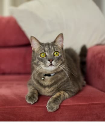 Есть домашние животные